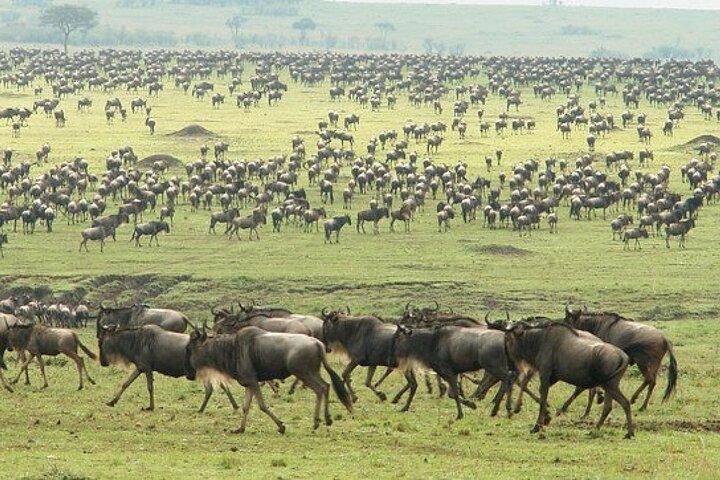 3 días travesía de Masai Mara