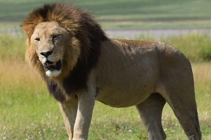 4 dages Tanzania Safari: Tarangire, Serengeti og Ngorongoro krater