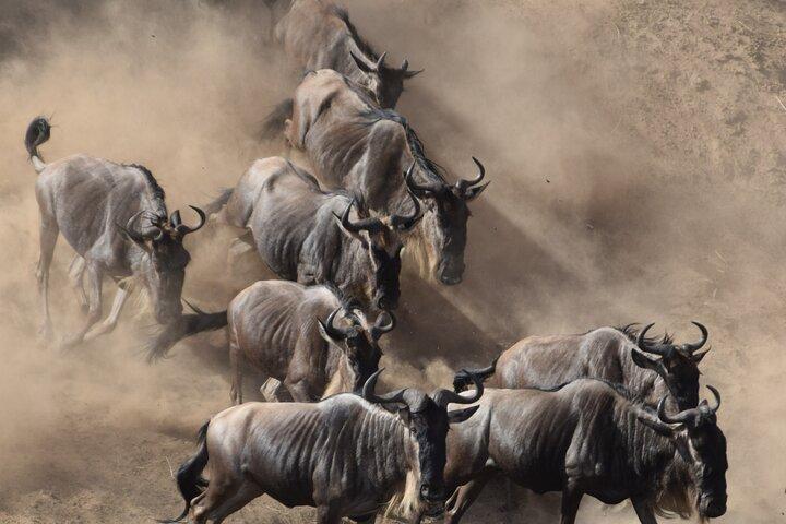 4 dages Tanzania Safari: Tarangire, Serengeti og Ngorongoro krater