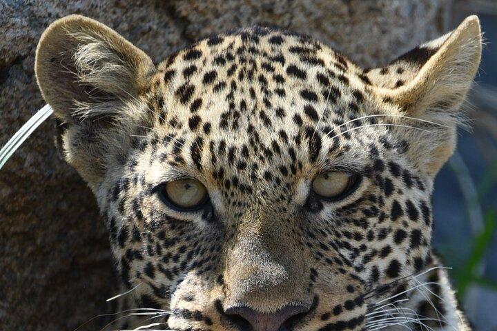 4 dages Tanzania Safari: Tarangire, Serengeti og Ngorongoro krater