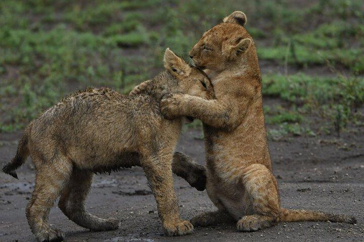 4 dages Tanzania Safari: Tarangire, Serengeti og Ngorongoro krater