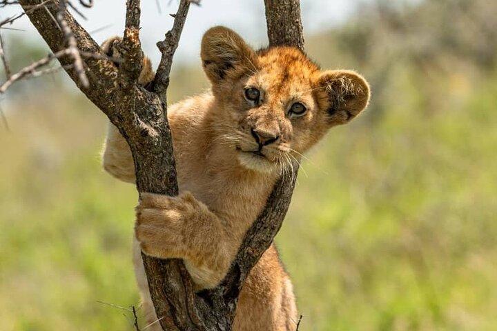 Excursión de un día Safari en el cráter Ngorongoro
