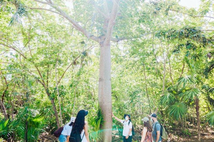 Tulum, Jungle ATV e Cenote Adventure