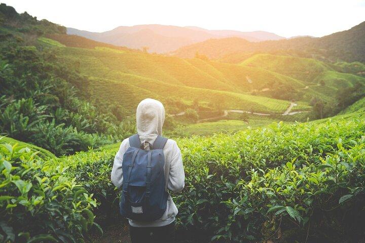 Viaggio naturalistico privato alle Cameron Highlands da Kuala Lumpur