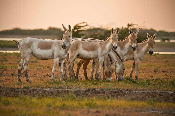 Maravilhas Arqueológicas e Naturais - Excursão de Extensão saindo de Ahmedabad