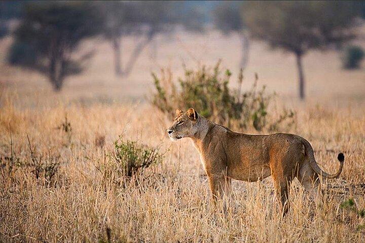 Safari di 4 giorni nel Parco Nazionale del Serengeti, Ngorongoro e Tarangire