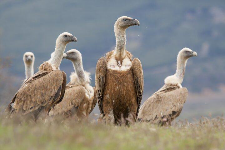 Bulgaria Tour Natura e Fauna Selvatica