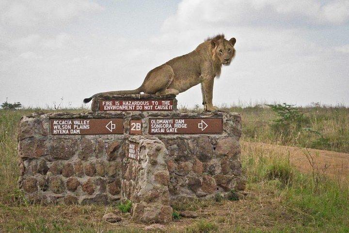 Tidig morgonsafari på Nairobi nationalpark