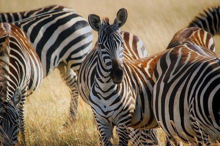 Tidig morgonsafari på Nairobi nationalpark