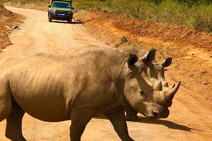 Tidig morgonsafari på Nairobi nationalpark