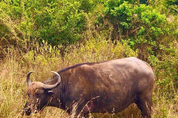 Tidig morgonsafari på Nairobi nationalpark
