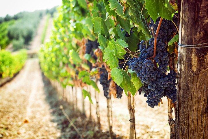 Halve dag ontsnappen naar Chianti : Proef het hart van Toscane