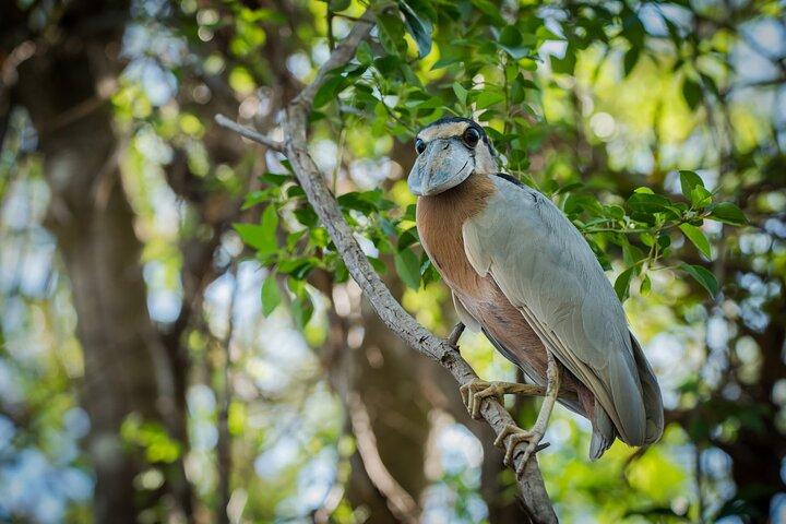 Safari de barco no Parque Nacional do Palo Verde com culinária local