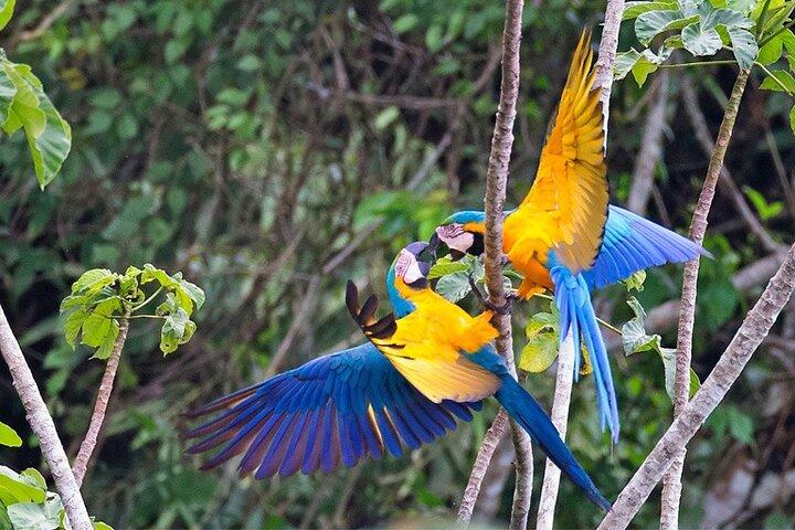 Avventura Amazzonica di 4 giorni con Macaw Clay Lick