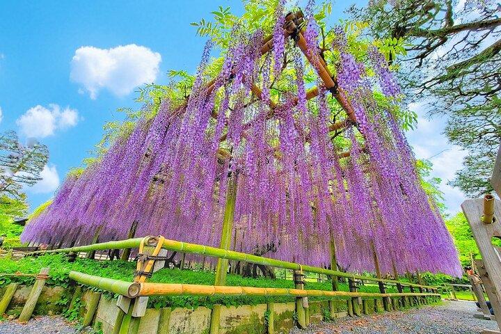 Kyoto & Uji Day Tour: Gyllene Paviljongen, Kiyomizu-dera och Byodo-in