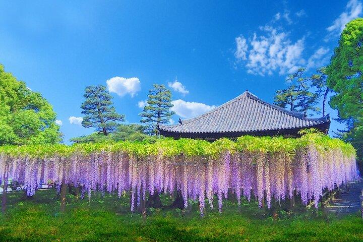 Kyoto & Uji Day Tour: Gyllene Paviljongen, Kiyomizu-dera och Byodo-in