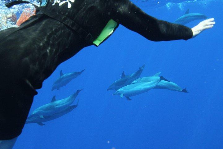 Swim with Dolphins Catamaran with Waterslide & Lunch on Oahu