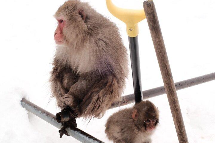 Nagano Snow Monkeys -Half day Private Tour