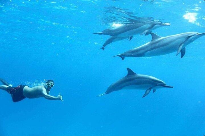 Dolphin House Snorkling äventyr på Samadai Reef – Marsa Alam