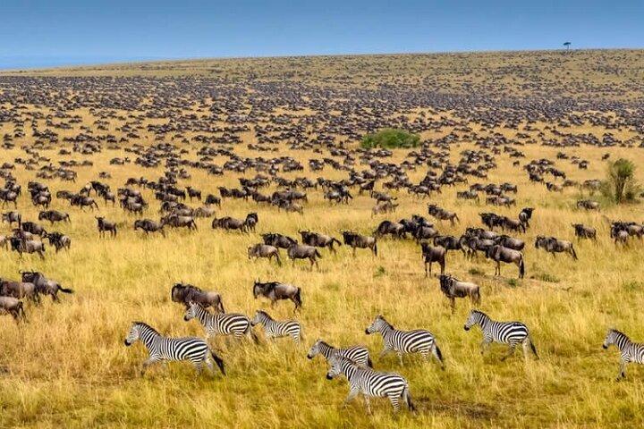 5 jours Masai Mara Wildebeest Migration Safari