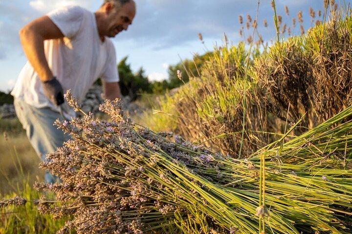 Hvar Lavendel oplevelse: Felter, landsbyer og lokale smagsprøver