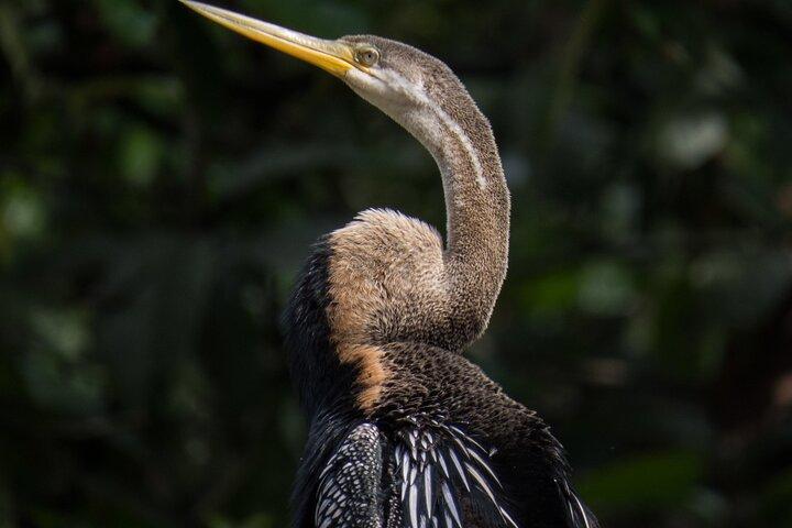 Hoteller i nærheden af Sukau Rainforest Wildlife Journey and Cruises