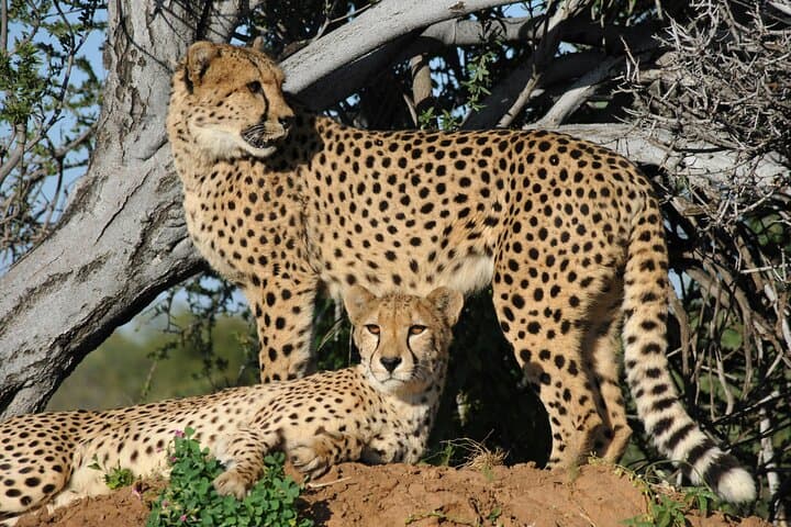 Giraffe house and Cheetahs encounter Tour with Wine tasting