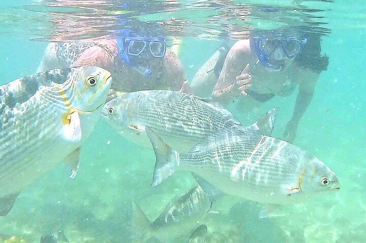 Snorkling i Waikiki Många fiskar på alla nivåer Gratis Video och bilder!