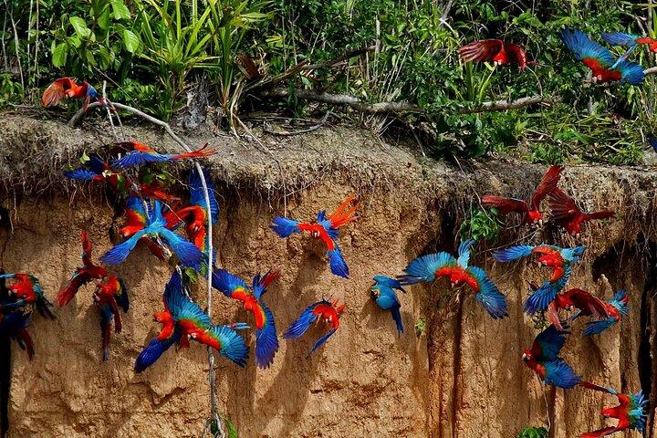 De Puerto Maldonado : 3 jours Amazon Eco Adventure