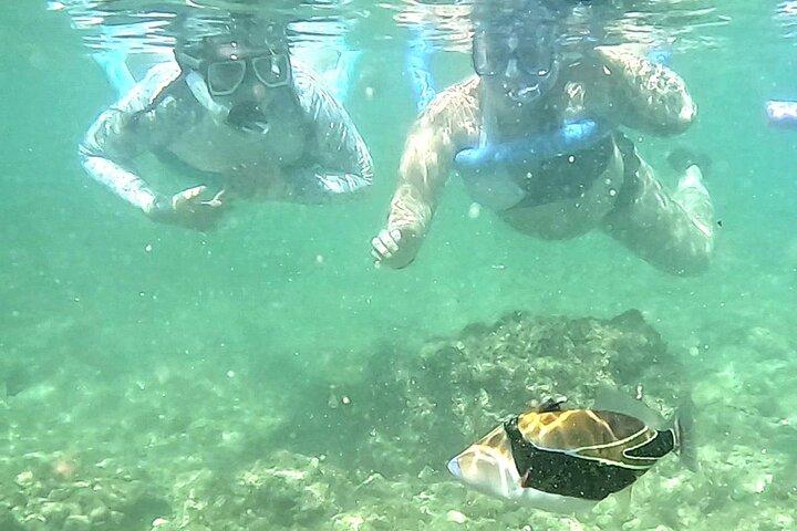 Snorkling i Waikiki Många fiskar på alla nivåer Gratis Video och bilder!