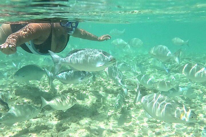 Snorkling i Waikiki Många fiskar på alla nivåer Gratis Video och bilder!