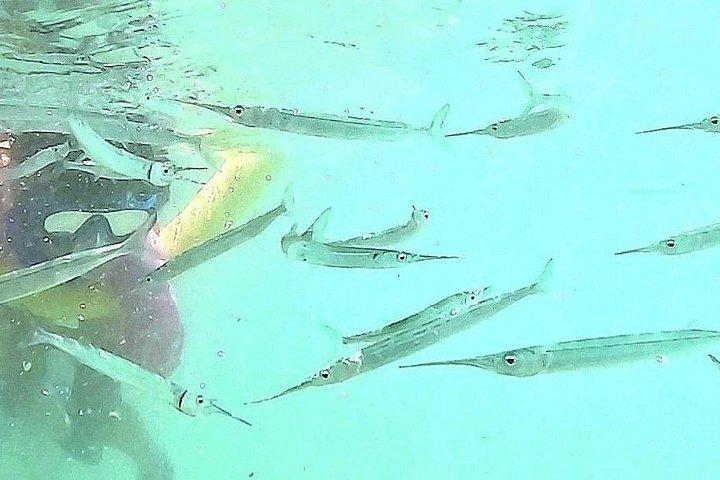 ワイキキでシュノーケリング多くの魚すべてのレベル無料ビデオ＆写真！