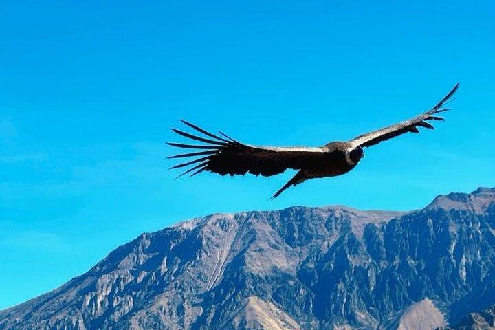 Journée complète au canyon de Colca, tout compris