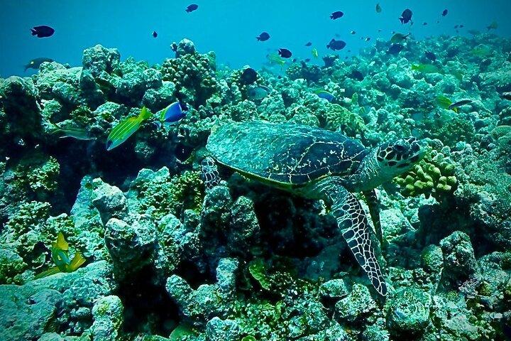4 - Night Maldives Guided Local Experience from Male' Airport