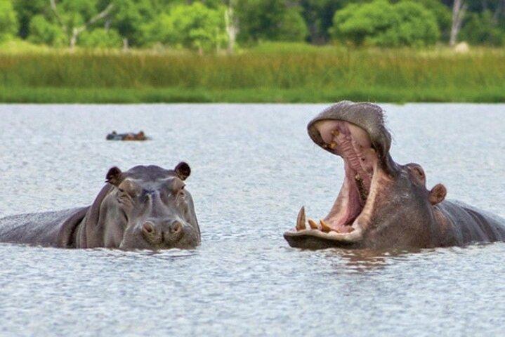 Chobe Heldagssafari med lunchbuffé från Livingstone