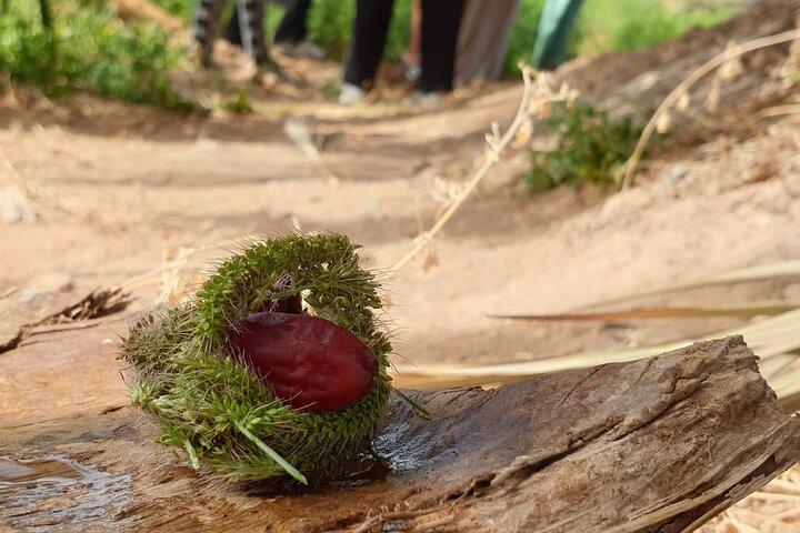 Essaouira Waterfall Hike & Coastal Walk com Tagine, Pesca