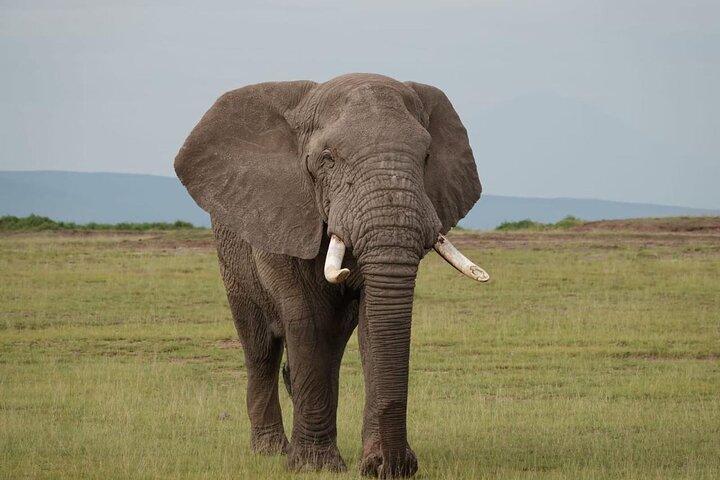 Nairobi: Day Trip to Amboseli National Park + Maasai Village