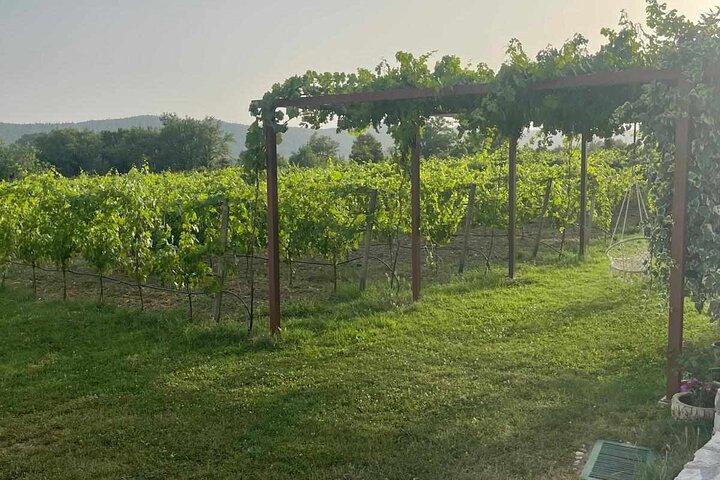 Konavle Tradition & Vines: Viagem da Vinícola Vodopic