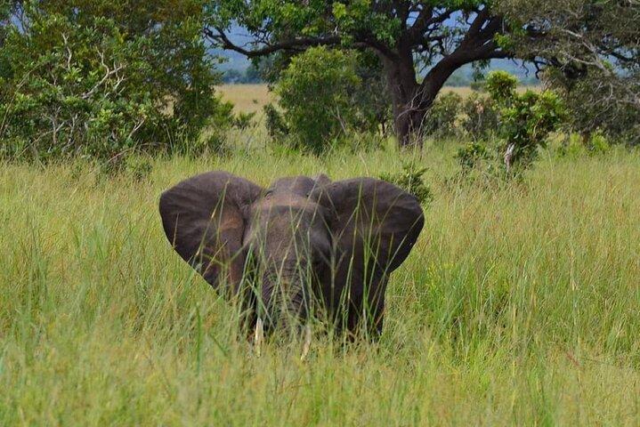 ミクミ国立公園の中心で2泊3日