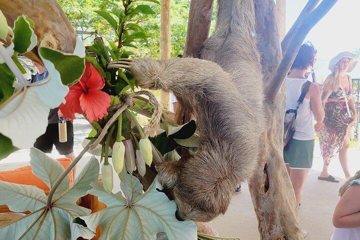 野生動物の冒険、チョコレート工場、市内ツアー＆ビーチブレイク