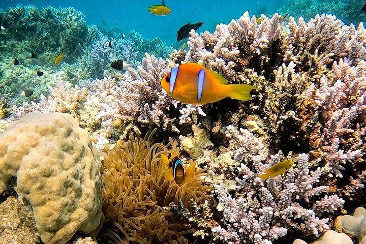 Red Sea Safaga Full Day Snorkeling from Luxor