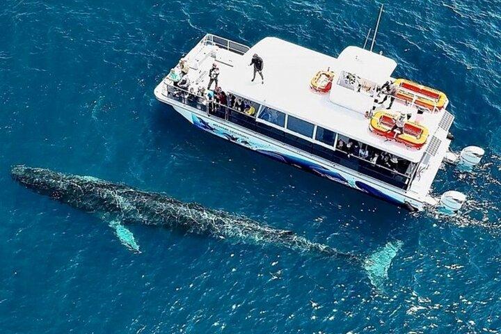 Excursion de deux heures d'observation des baleines de luxe depuis Oceanside