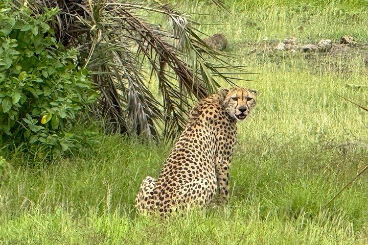 Escursione di un giorno al Sunrise Safari del Parco Nazionale di Amboseli da Nairobi