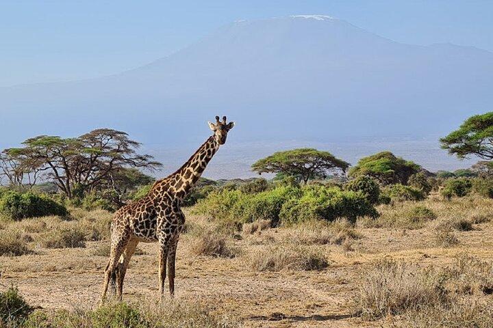 Escursione di un giorno al Sunrise Safari del Parco Nazionale di Amboseli da Nairobi