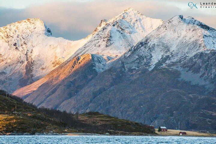 Whale Watching RIB Experience (With Transfer Tromso-Skjervoy)
