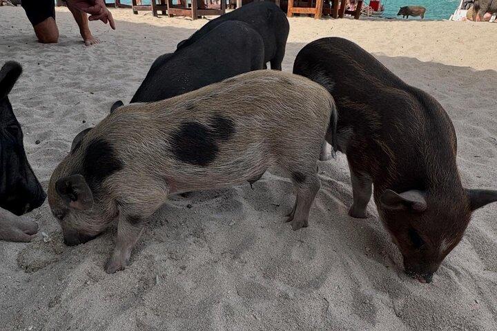 Koh Samui : Privé Longtail Boottocht naar Koh Madsum & Koh Tan