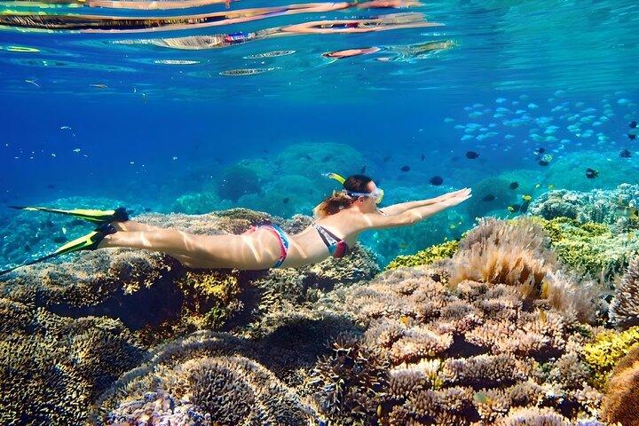 Nassau 3 Island privat båttur grisar, sköldpaddor och snorkling