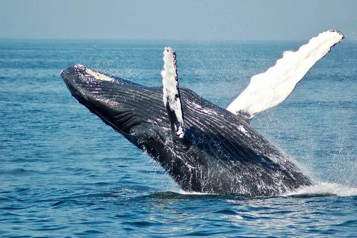 Waikiki Beach Whale Watching: Catamaran Sail & Open Bar
