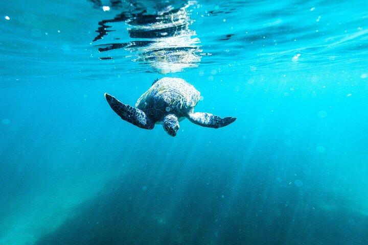 Tour de buceo masculino en grupo pequeño y paseo por la naturaleza con guía local
