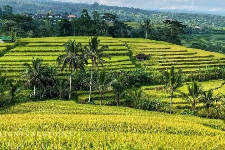 Excursión de un día a Tanah Lot, Jatiluwih Rice Terrace y Cascada